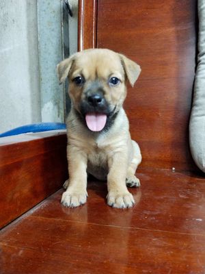 Bé pug xệ f1 chân lùn dễ thương. Mua bán Chó tại Huyện Bình Chánh Tp Hồ Chí Minh được đăng bởi Ngân Hà
