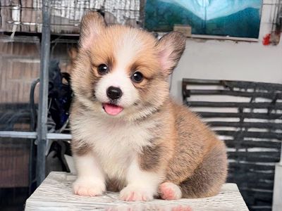 CORGI MÔNG TIM SIÊU CƯNG