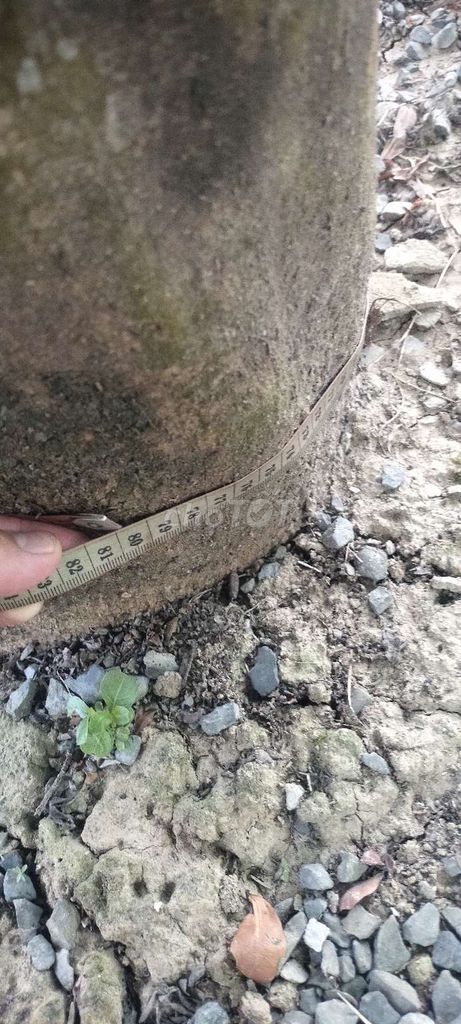 Mai vàng hơn 30 năm hoành 80cm. Mua bán Cây cảnh, đồ trang trí tại Huyện Thoại Sơn An Giang được đăng bởi Tân nguyễn hình 1
