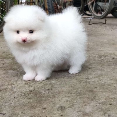 Phốc sóc trắng mini tìm nhà mới. Mua bán Chó tại Huyện Giồng Trôm Bến Tre được đăng bởi Thi