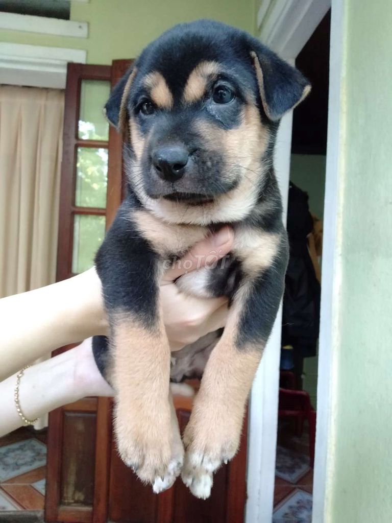 Chó Bec, chó Rot tại Đà Nẵng. Mua bán Chó tại Quận Hải Châu Đà Nẵng được đăng bởi An Bảo hình 3