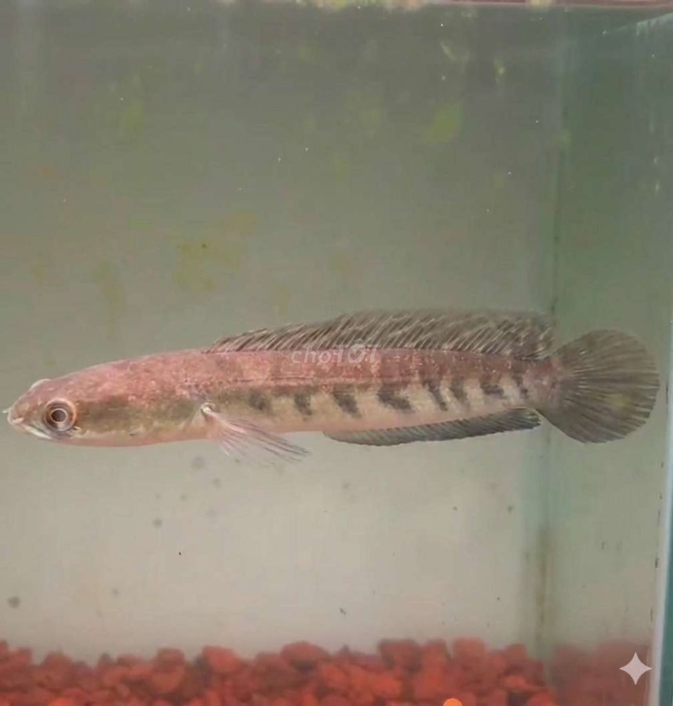 Lóc Yellow Sen u15 sọc đẹp nhú viền. Mua bán Thú cưng khác tại Quận Bình Tân Tp Hồ Chí Minh được đăng bởi Thanh Bình hình 1