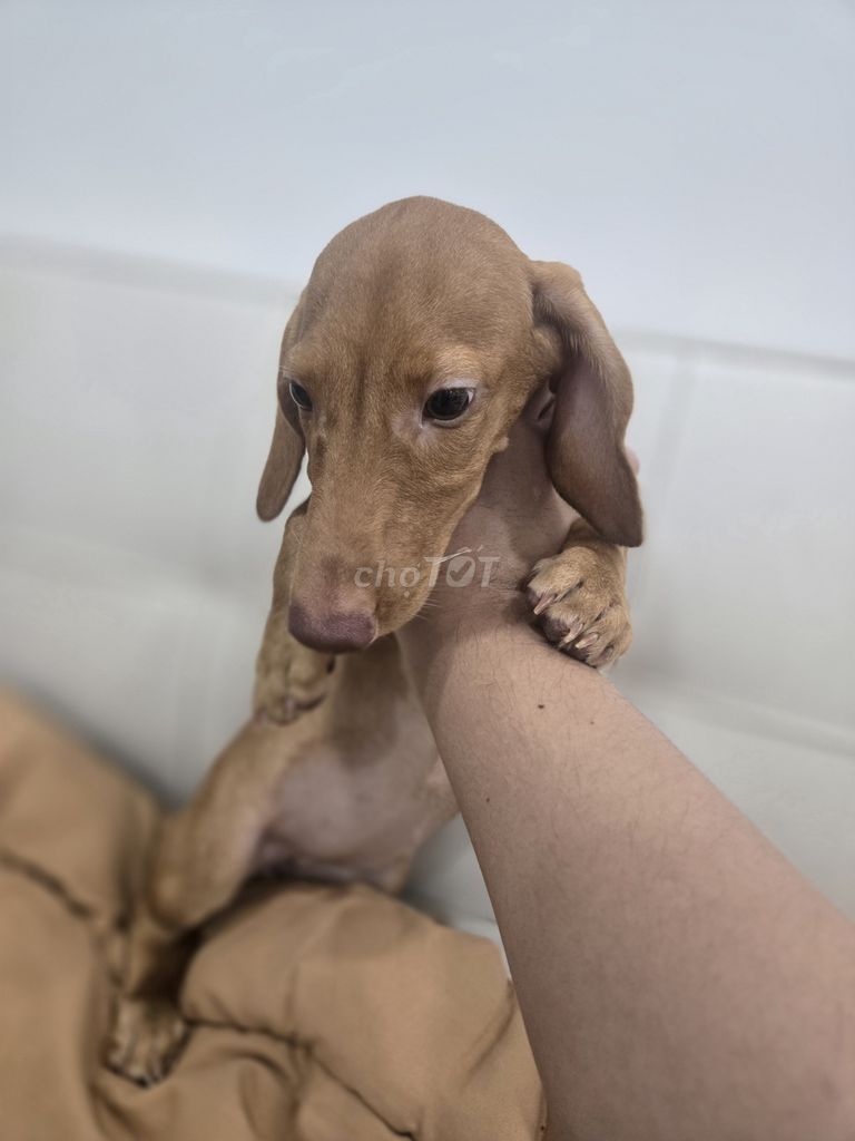 Chó Dachshund thân dài chân ngắn. Mua bán Chó tại Quận 6 Tp Hồ Chí Minh được đăng bởi Tài Hồ hình 1