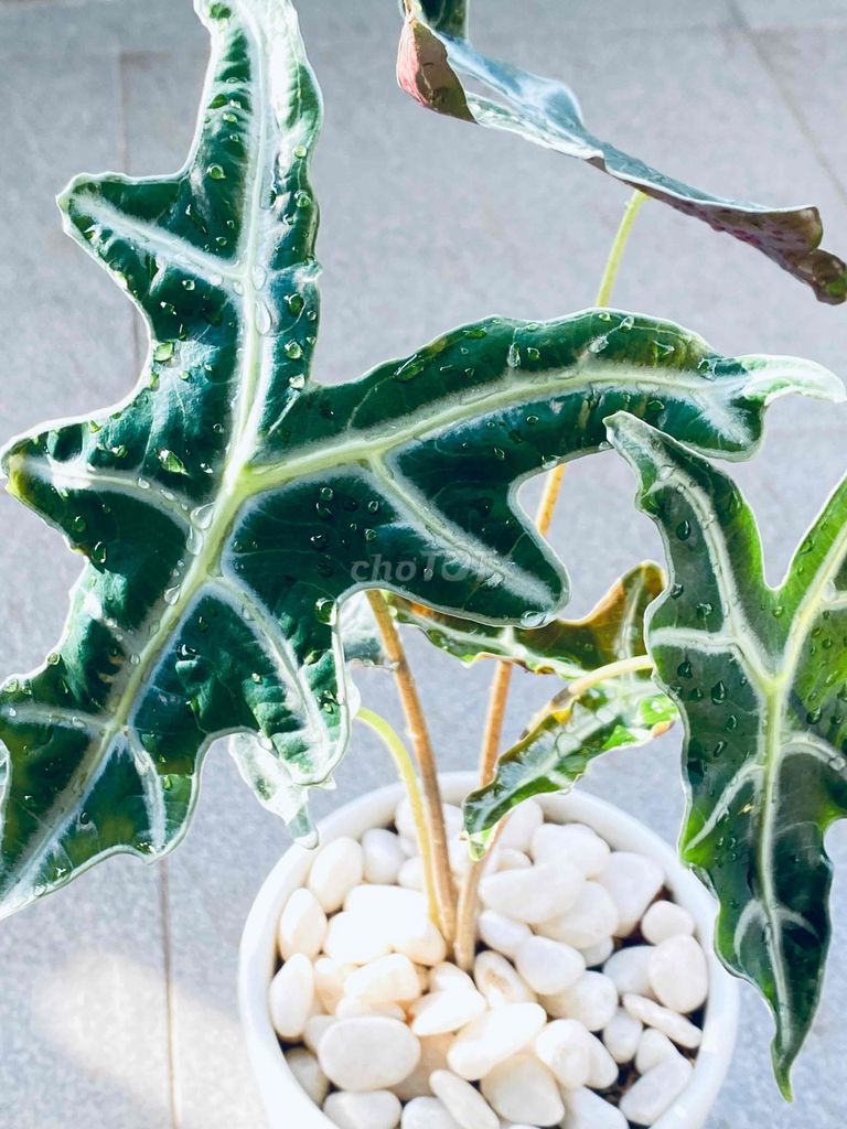 Cây cảnh Vảy rồng Gốm sứ trang trí. Mua bán Cây cảnh, đồ trang trí tại Quận Bình Tân Tp Hồ Chí Minh được đăng bởi Henry Garden hình 1