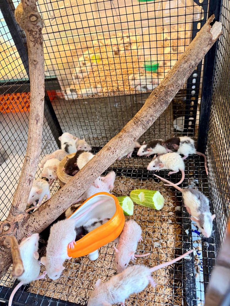 Chuột Dumbo Rat Lông xoăn thân thiện. Mua bán Thú cưng khác tại Quận 8 Tp Hồ Chí Minh được đăng bởi Nguyễn Phương Trinh hình 1