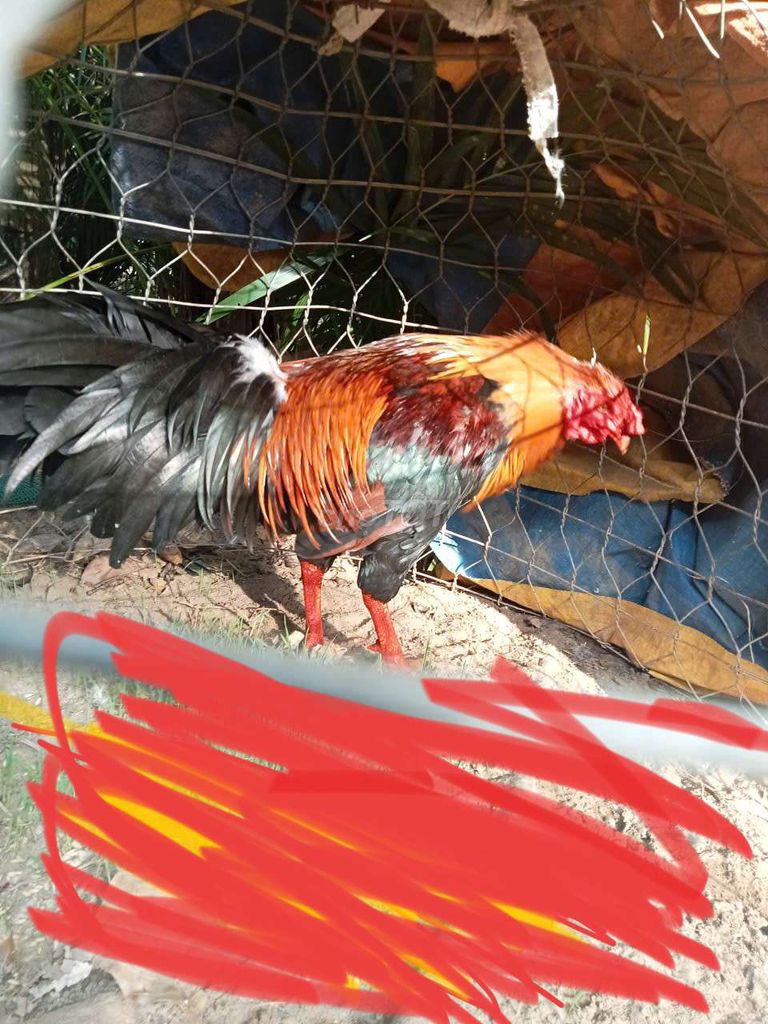 20con gà nòi. Mua bán Gà tại Huyện Mỏ Cày Bắc Bến Tre được đăng bởi Thanh hung hình 1