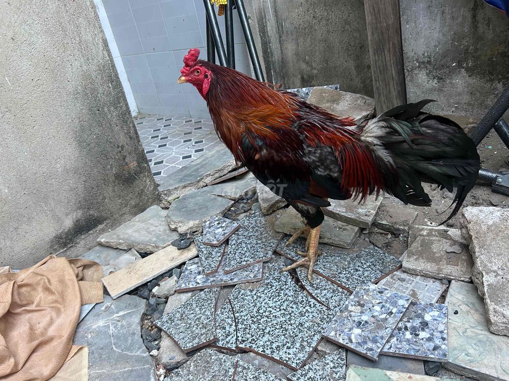 Gà chọi Điều chân vàng Đực. Mua bán Gà tại Huyện Cần Giờ Tp Hồ Chí Minh được đăng bởi Minh Thuận hình 1
