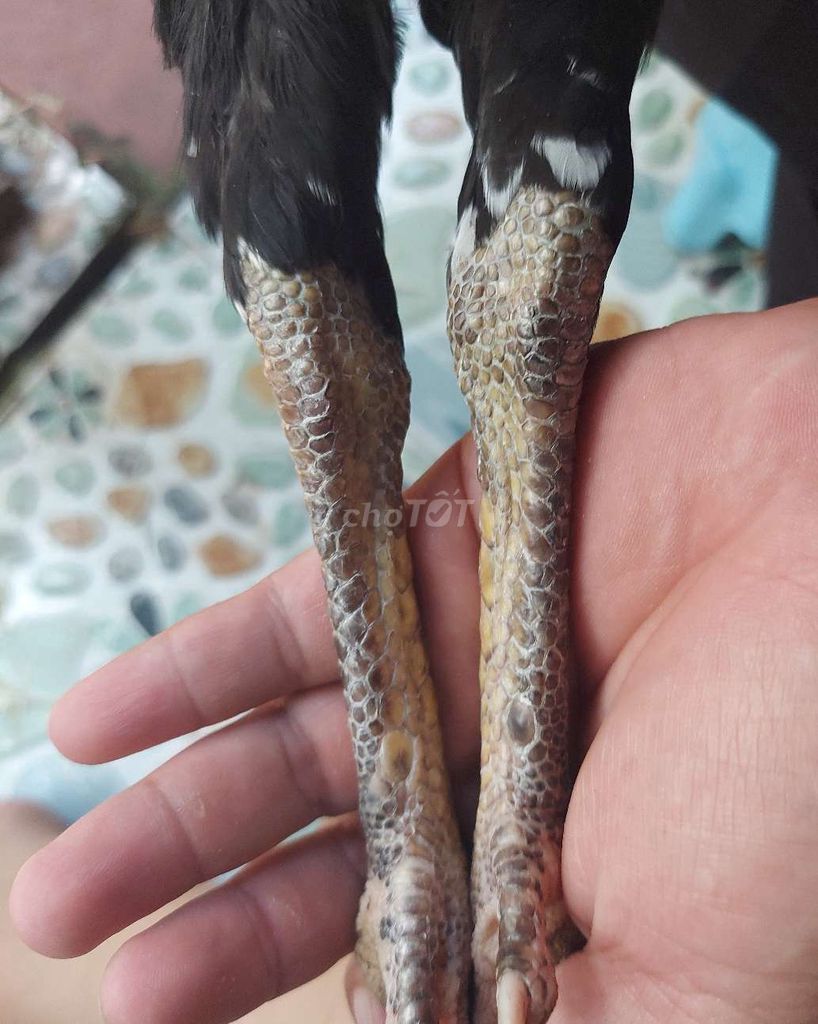 Peru my 1kg7 trang đe 2kg2.ko tat lỗi 😊