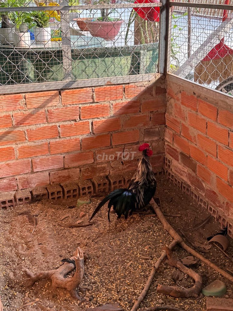 Gà tre đực. Mua bán Gà tại Thị xã Bến Cát Bình Dương được đăng bởi Nhà Đất Bến Cát Công hình 1
