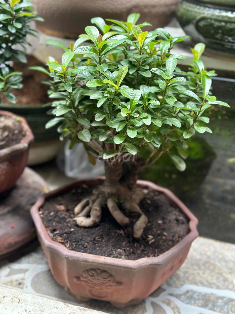 bông trang bonsai