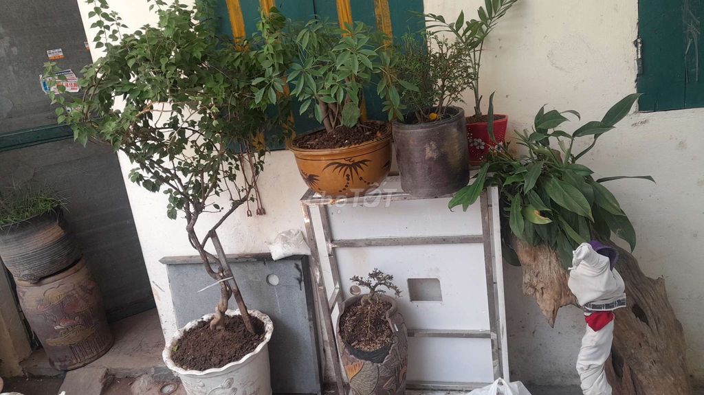 Cây cảnh Giấy mỹ, Ngũ gia bì 1m5. Mua bán Cây cảnh, đồ trang trí tại Quận Hoàng Mai Hà Nội được đăng bởi Anh Tuan hình 1