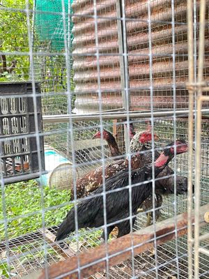 gà đòn mái tơ dòng chui vỉa sỏ lườn. Mua bán Gà tại Huyện Vĩnh Cửu Đồng Nai được đăng bởi uy tín chất lượng