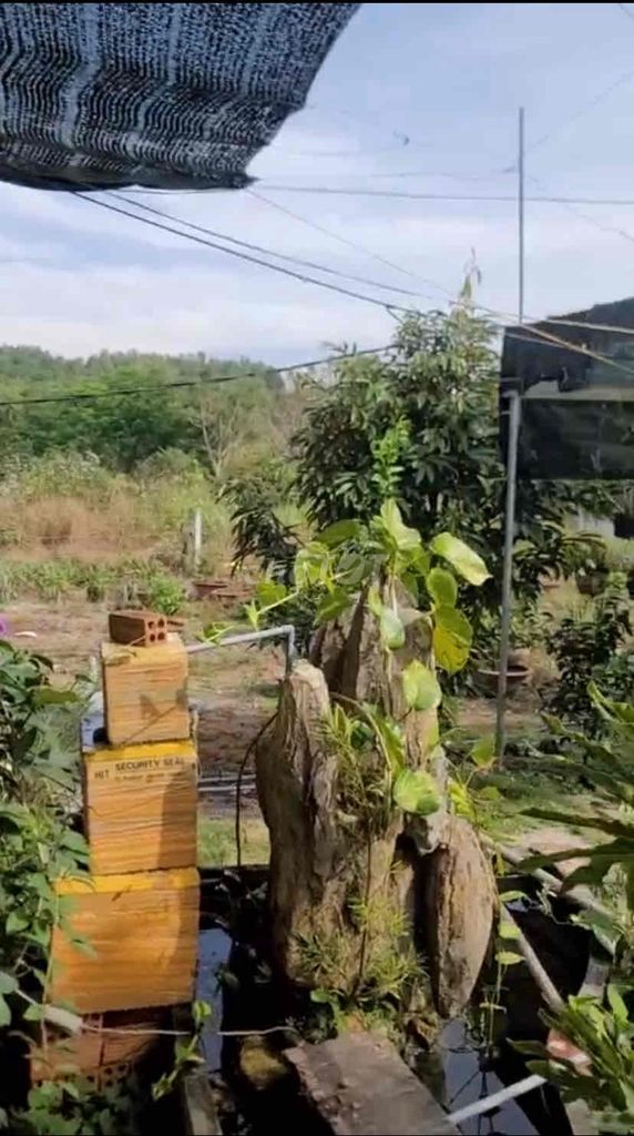 NGỘP NGỘP – ĐẤT NHÀ VƯỜN NGHỈ DƯỠNG 2.300M² TẠI MADAGUI, LÂM ĐỒNG –. Mua bán đất tại Huyện Đạ Huoai Lâm Đồng được đăng bởi PHẠM KIỀU HẠNH hình 2