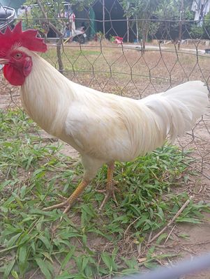 Ga úa 2ky7 tai pin đâm long thêm cái khong cự luon. Mua bán Gà tại Quận Ô Môn Cần Thơ được đăng bởi ga đá omon 