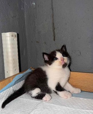 Mèo Anh lông dài LAI Đen trắng