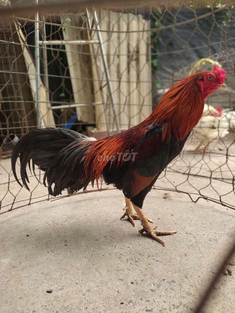 Gà Điều Cựa chùm. Mua bán Gà tại Quận 12 Tp Hồ Chí Minh được đăng bởi gà nòi sanh sữa  hình 1