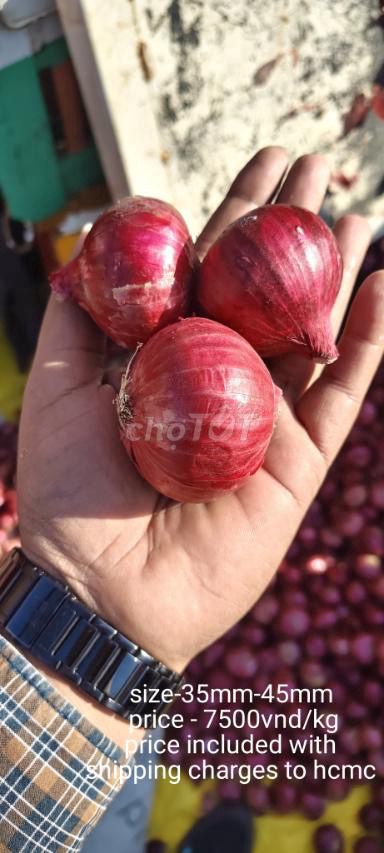 Hành tây Đỏ 35mm-45mm. Mua bán Đồ ăn, thực phẩm và các loại khác tại Huyện Hóc Môn Tp Hồ Chí Minh được đăng bởi Kim vy hình 1