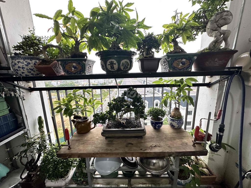 Cây cảnh Bonsai Thuần chậu lâu năm. Mua bán Cây cảnh, đồ trang trí tại Thành phố Huế Thừa Thiên Huế được đăng bởi nguyen quocduong hình 1