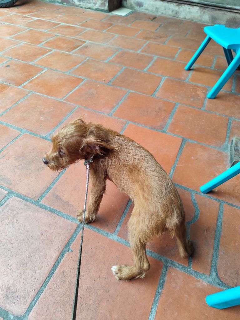 Chó poodle lai. Mua bán Chó tại Huyện Yên Phong Bắc Ninh được đăng bởi Huyen Nguyen hình 3