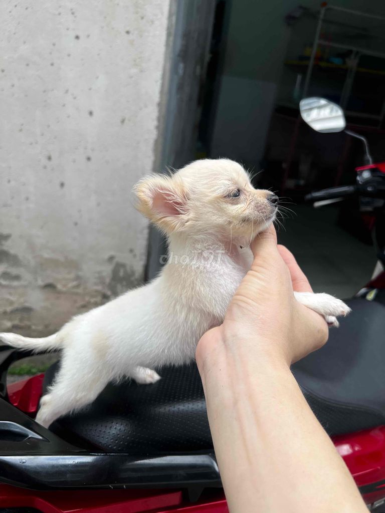 Chihuahua cái lông dài 2.5 tháng tuổi