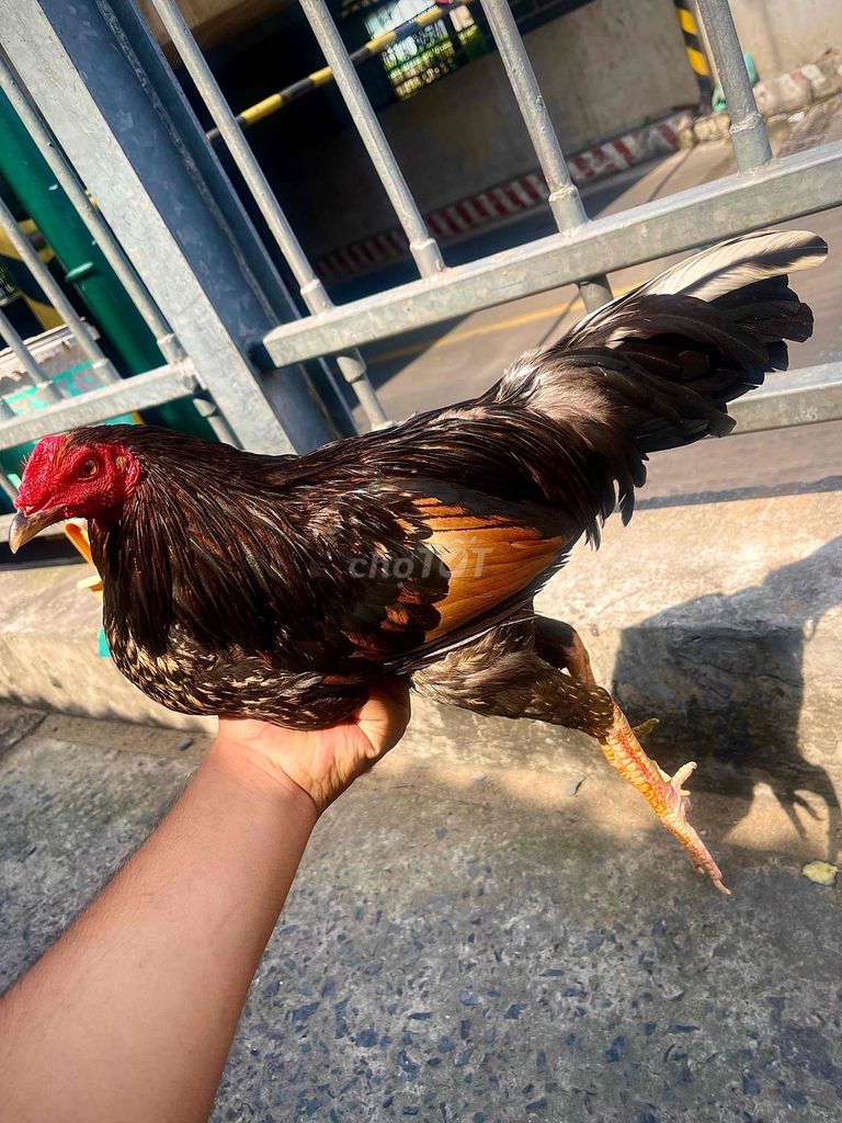 Gà butcher 1kg680. Mua bán Gà tại Quận 8 Tp Hồ Chí Minh được đăng bởi Quốc Huy hình 1