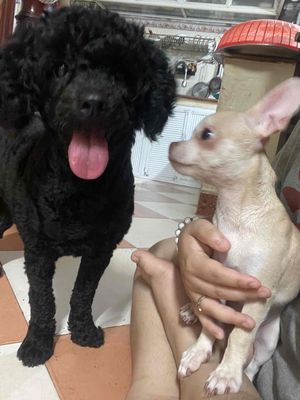 Chó Poodle Cái Đen đã tiêm phòng
