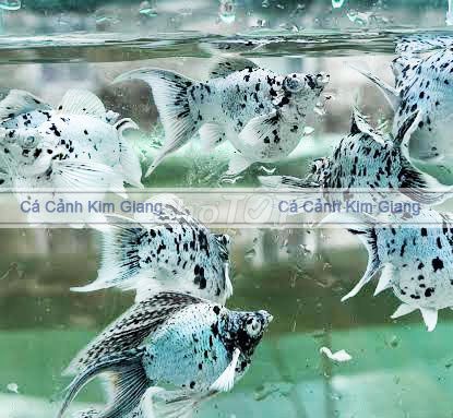 Cá cảnh Molly Bò Sữa Short Đuôi Én Đen trắng. Mua bán Thú cưng khác tại Quận Hoàng Mai Hà Nội được đăng bởi Cá cảnh Kim Giang hình 1