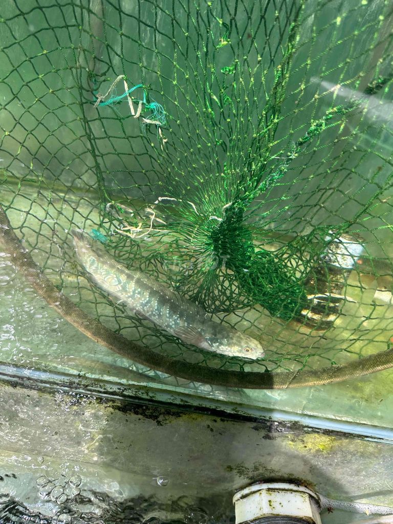 Cá lóc Chân trâu đen 22cm. Mua bán Thú cưng khác tại Thành phố Sóc Trăng Sóc Trăng được đăng bởi gà cỏ hình 1