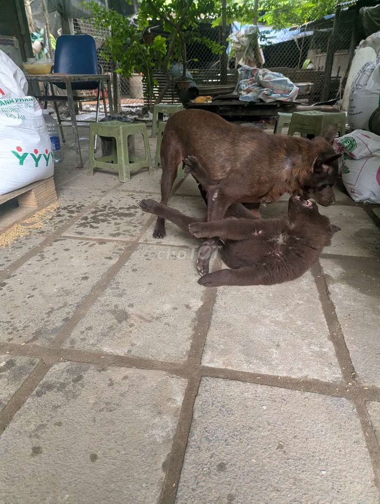 Chó Mông cộc Cái 3 tháng Đủ 2 mũi. Mua bán Chó tại Quận Nam Từ Liêm Hà Nội được đăng bởi Mr Nguyên hình 1