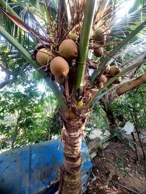 dừa xiêm cần bán. Mua bán Đồ ăn, thực phẩm và các loại khác tại Huyện Mang Thít Vĩnh Long được đăng bởi lê