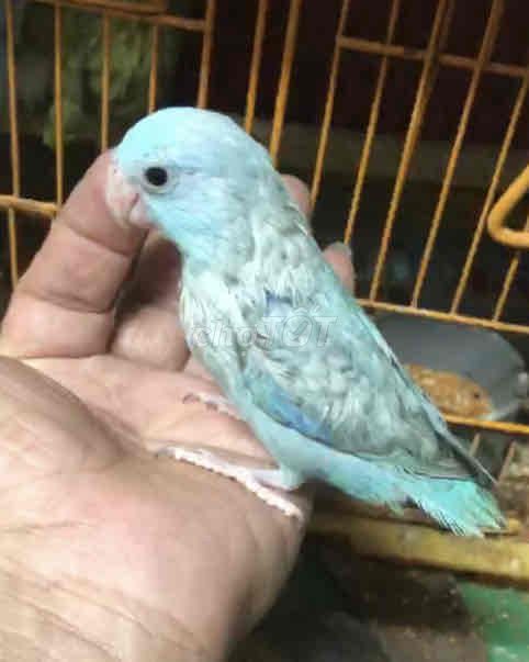 VẸT LOVEBIRD PARROTLET NON