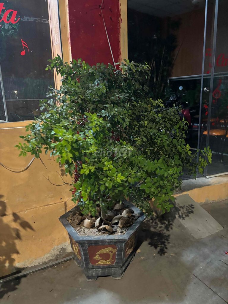 Cây cảnh Trà nhiều hoa 8 tuổi. Mua bán Cây cảnh, đồ trang trí tại Quận Hoàng Mai Hà Nội được đăng bởi nguỵ đình sơn hình 1