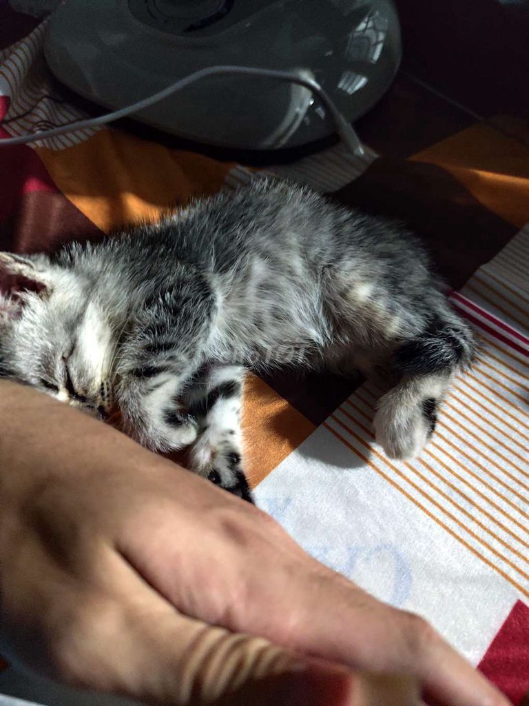 Mèo con. Mua bán Mèo tại Thành phố Vĩnh Long Vĩnh Long được đăng bởi Trần Quốc Khánh hình 1