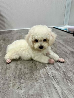 poodle nhà trồng, tiniteacup màu trắng và xám