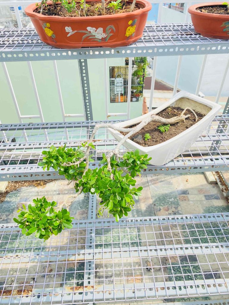 Bonsai Sam Núi Bông Tím Dáng Thác Đổ. Mua bán Cây cảnh, đồ trang trí tại Quận Tân Phú Tp Hồ Chí Minh được đăng bởi Nguyễn Hoàng hình 1