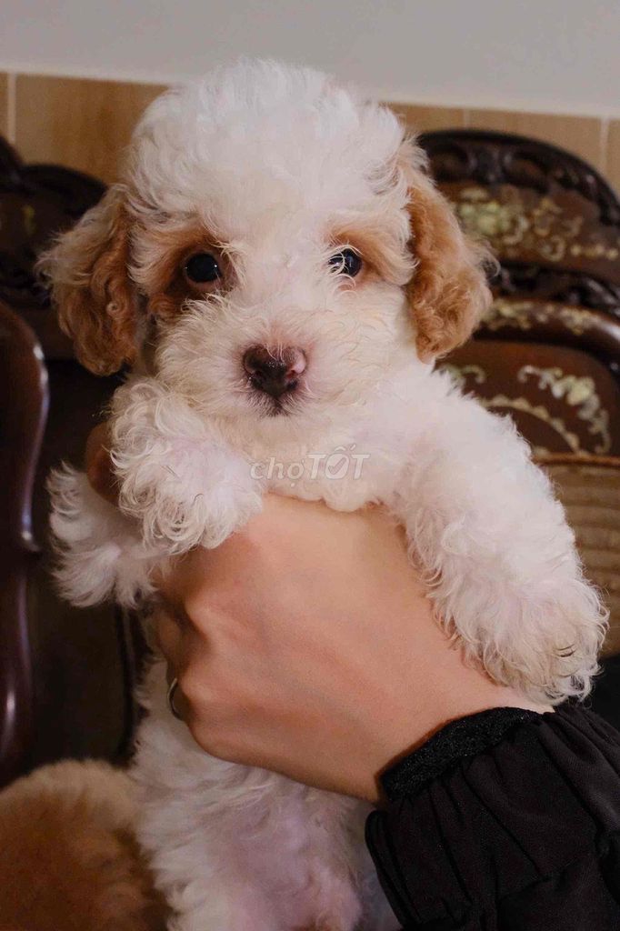 Chó Poodle Tiny Teacup. Mua bán Chó tại Quận Thanh Khê Đà Nẵng được đăng bởi Chan hình 1