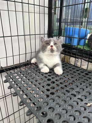 Mèo Lùn đực Bicolor