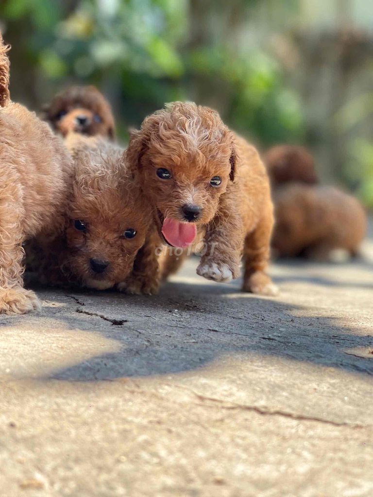BÁN CHÓ POODLE ĐÁNG YÊU !!!