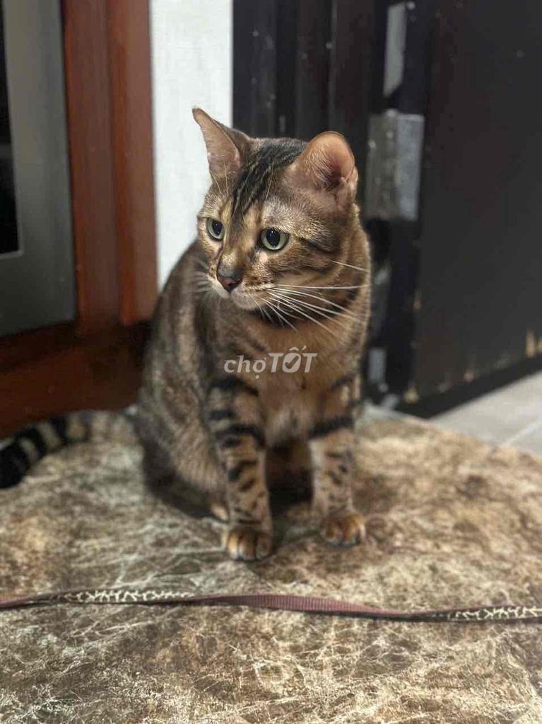 Mèo Bengal 2 tuổi