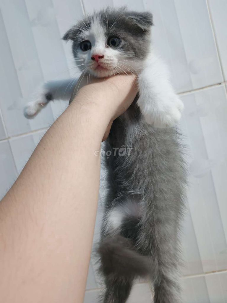 Mèo anh bicolor tai cụp. Mua bán Mèo tại Thành phố Thuận An Bình Dương được đăng bởi Nguyen Thanh hình 1