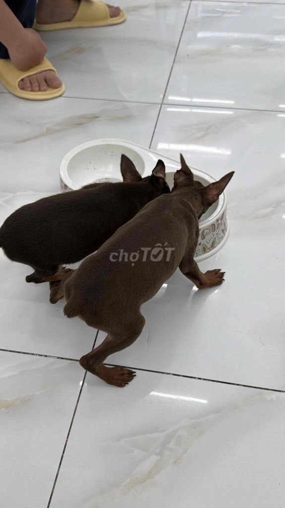 Chó Phốc hươu mini cái 2.5 tháng. Mua bán Chó tại Quận Bình Tân Tp Hồ Chí Minh được đăng bởi Ngô Phương hình 1