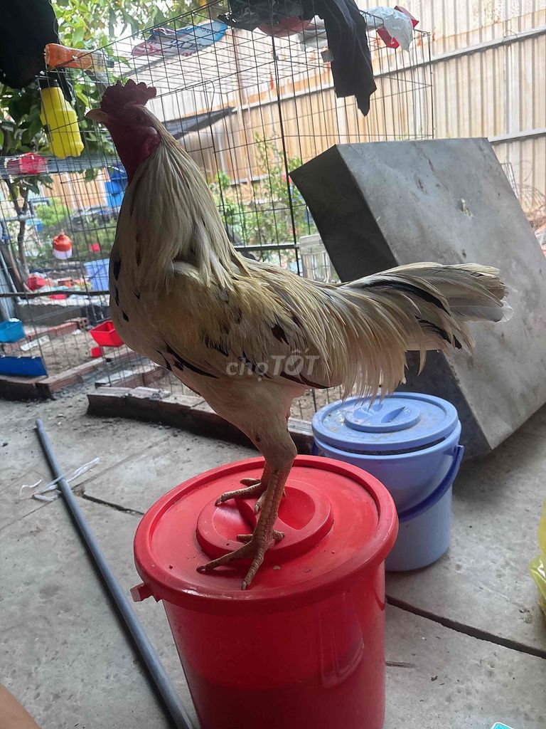Lỏn Lẻn (Cự Mạnh Gà Tre+Nồi tuỳ c cự). Mua bán Gà tại Quận Gò Vấp Tp Hồ Chí Minh được đăng bởi Gà Lấu Gò Vấp hình 1