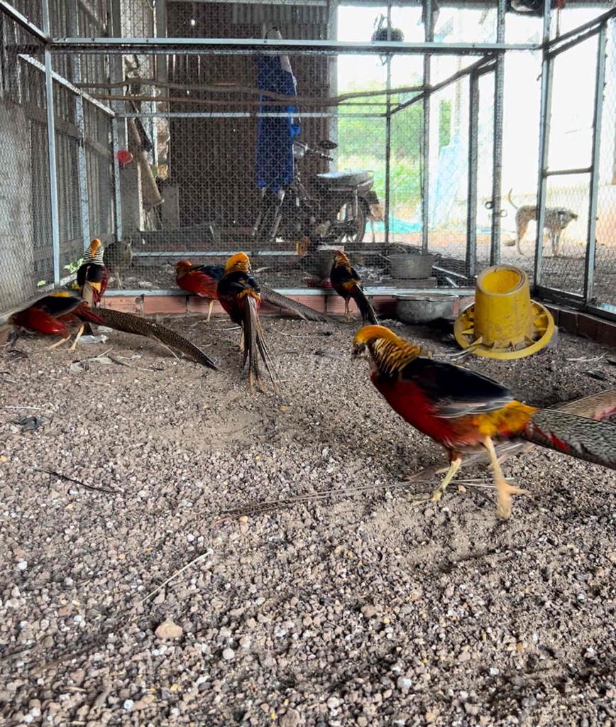 CHIM TRĨ 7 MÀU ĐỎ, NUÔI TRÊN 2 NĂM. Mua bán Chim tại Thành phố Thủ Đức Tp Hồ Chí Minh được đăng bởi VUI VẺ Tiệm cơm hình 1