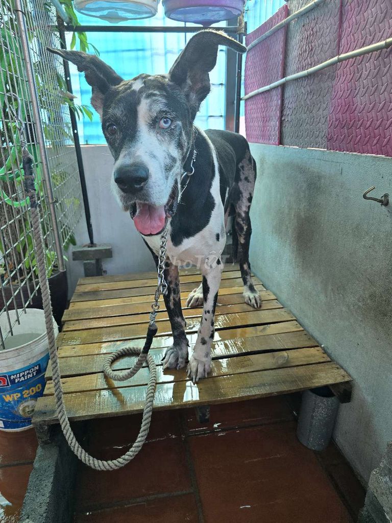 Chó Đực 65kg 6 tuổi Đen trắng. Mua bán Chó tại Quận Long Biên Hà Nội được đăng bởi Huy hình 1