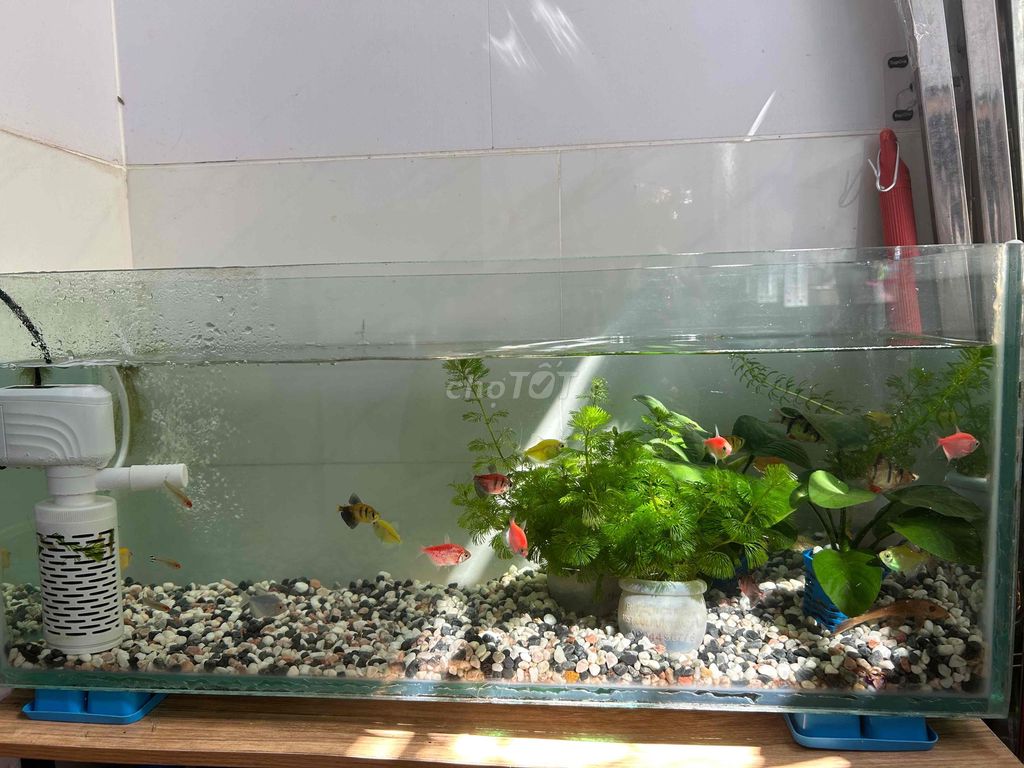Bể cá cảnh 72x24x30cm 10li. Mua bán Thú cưng khác tại Quận 7 Tp Hồ Chí Minh được đăng bởi Nguyễn Đức Thi hình 1