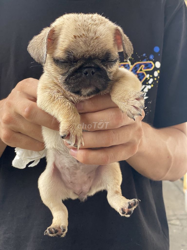 Pug Cái Nhà Nuôi + Tặng Lồng. Mua bán Chó tại Quận 8 Tp Hồ Chí Minh được đăng bởi Cao Trường Thịnh  hình 3