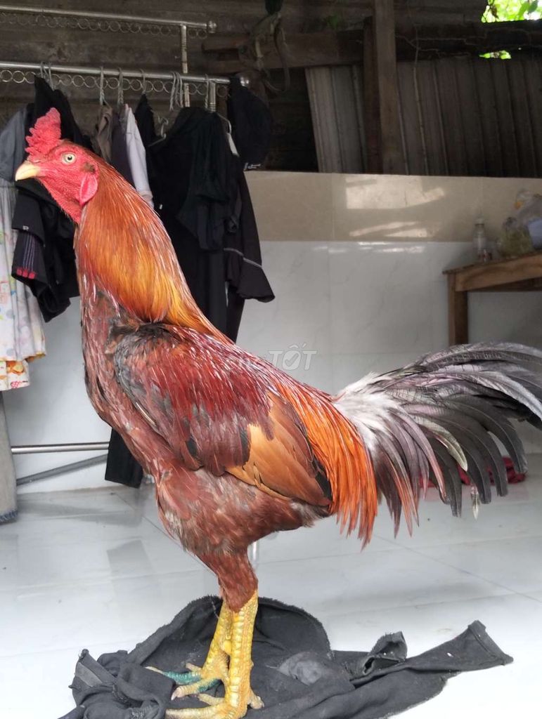 mua hả gọi 3.5-3.8kg Vàng, xanh. Mua bán Gà tại Huyện Chợ Mới An Giang được đăng bởi Tâm Xì hình 1