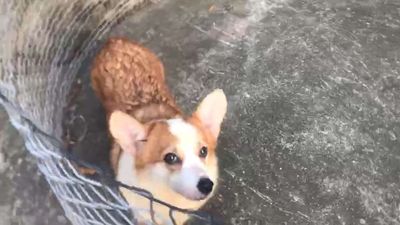 Corgi Cái giấy VKA