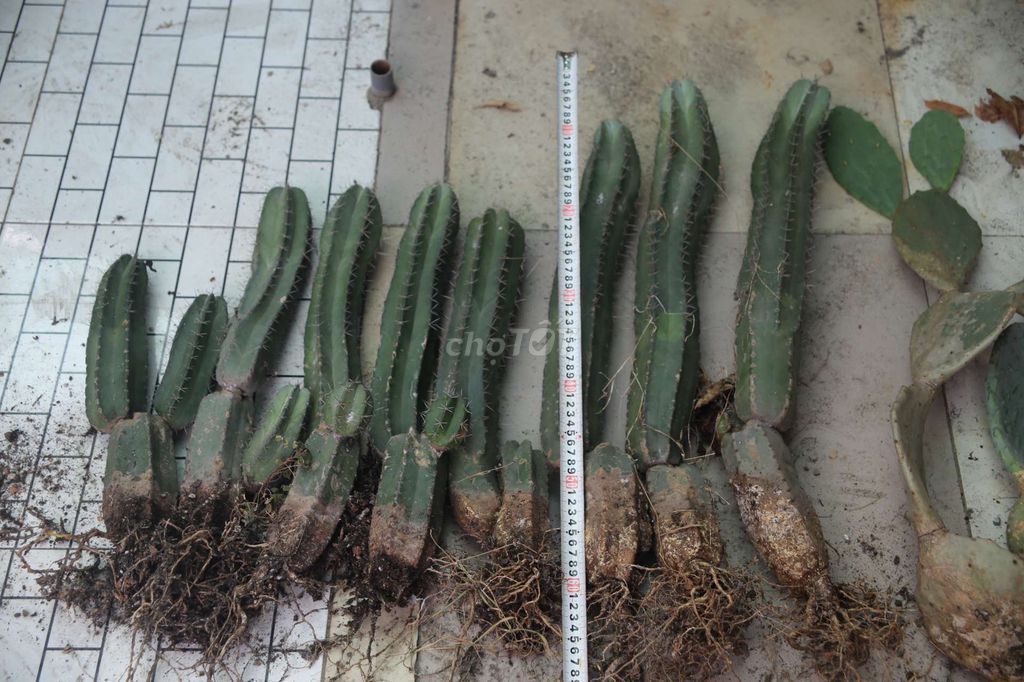 Xương rồng Xanh lá Không gai. Mua bán Cây cảnh, đồ trang trí tại Huyện Bến Lức Long An được đăng bởi Sang Nguyễn hình 1