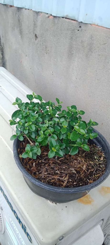 Cây cảnh Mini để bàn. Mua bán Cây cảnh, đồ trang trí tại Huyện Bình Chánh Tp Hồ Chí Minh được đăng bởi cây và Đá hình 1
